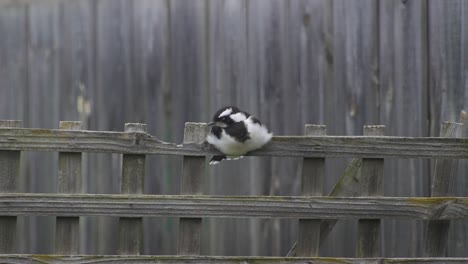 Magpie-lark-Mudlark-Juvenile-Falling-Asleep-Perched-On-Fence-Trellis-Australia-Maffra-Gippsland-Victoria-Slow-Motion