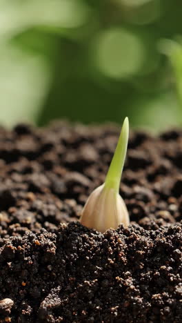 seedling growing in soil