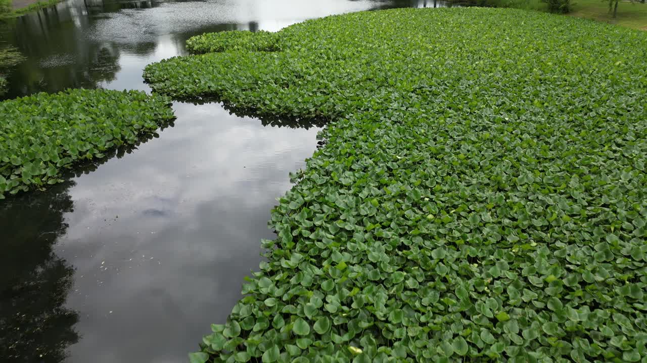 ⁇ 리 스트림 (valley stream) 의 연못 위 에 있는 공중 전망, 아름다운 녹색 풍경 을 가진 ny