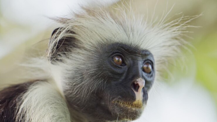 Red Colobus Monkey in Zanzibar in Africa, Close Up Portrait of Monkeys in Jozani Forest in Tanzania, African Wildlife and Animals in the Trees on a Safari in Zanzibar