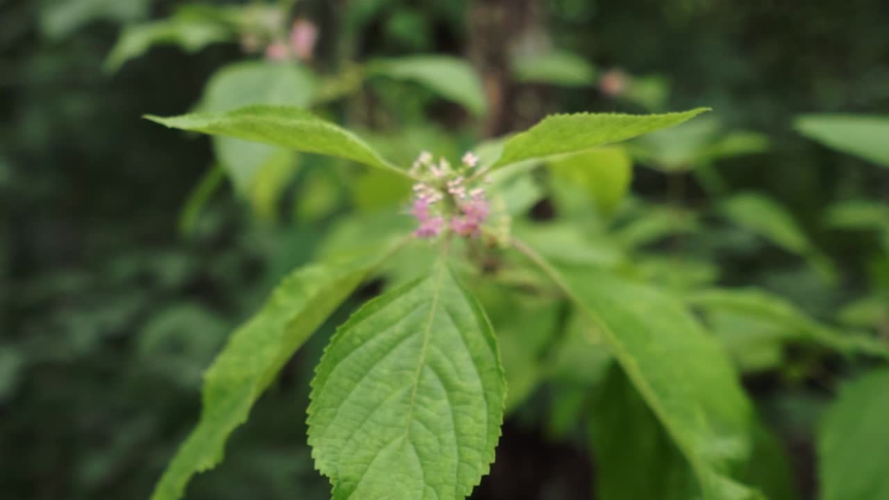 dolly en flores rosadas en un arbusto beautyberry, callicarpa americana