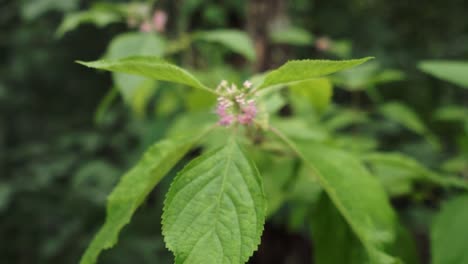 dolly in to pink flowers on a beautyberry bush, callicarpa americana