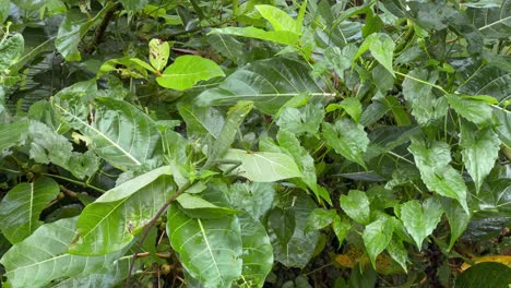 a close-up shot of a green lizard resting on vibrant green leaves in a tropical forest. the reptile blends naturally with its surroundings, highlighting the beauty of camouflage in nature