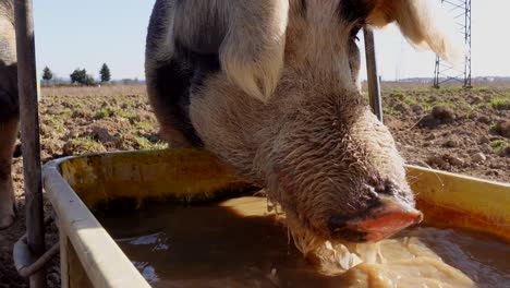 closeup of young sow drinking dirty water during hot summer day on agricultural farm