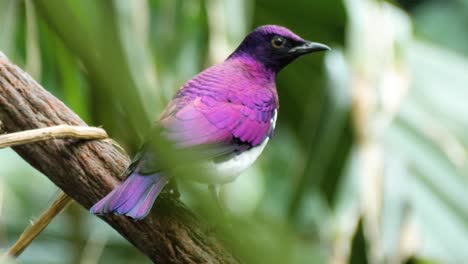 Close-up-macro-shot-of-beautiful-colored-male-violet-backed-starling