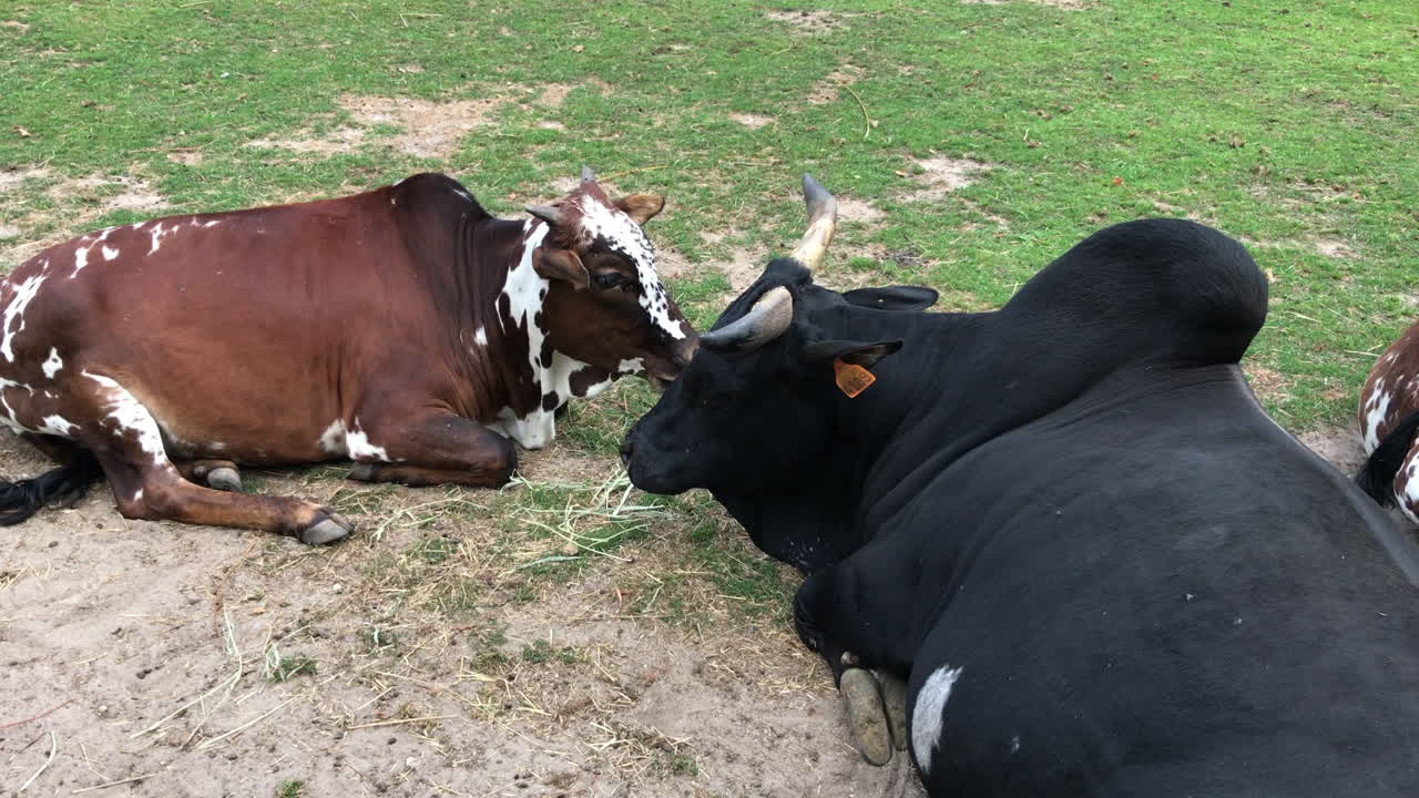 vacas tiradas en un prado