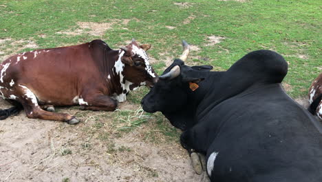 cows lying in a meadow