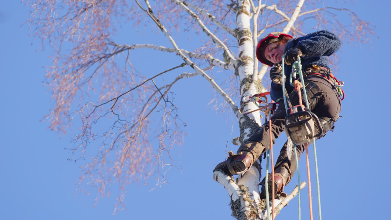 Female arborist high up in birch tree hoists petrol chainsaw up with ropes