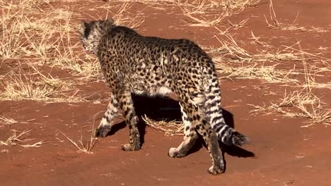 Cheetah-walking-nearby-in-Okonjima-Nature-Reserve