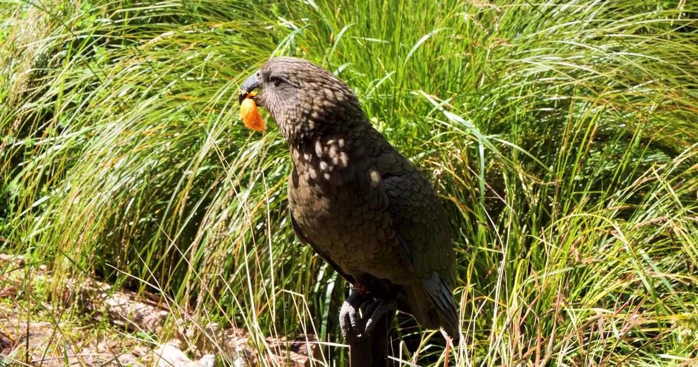 Kea (Nestor notabilis) äter apelsin vid Willowbank Nature Reserve, Christchurch, Nya Zeeland. Kea är en stor papegoja som är endemisk för de skogsklädda och alpina regionerna på Sydön i Nya Zeeland