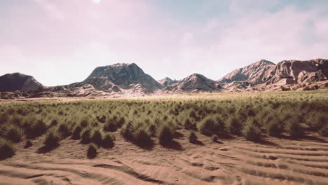 desert landscape in crater national park