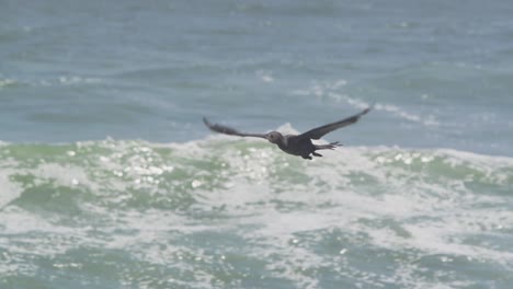 Following-a-cormorant-flight-over-the-sea-with-closeup-of-the-bird-flapping-its-wings-as-it-flies-across