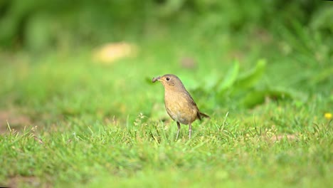 el robin azul indio caza insectos en la cría.