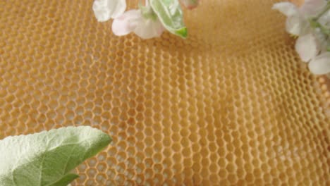 honeycomb with bees and flowers