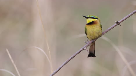 blue-breasted bee-eater sitting on twig. closeup