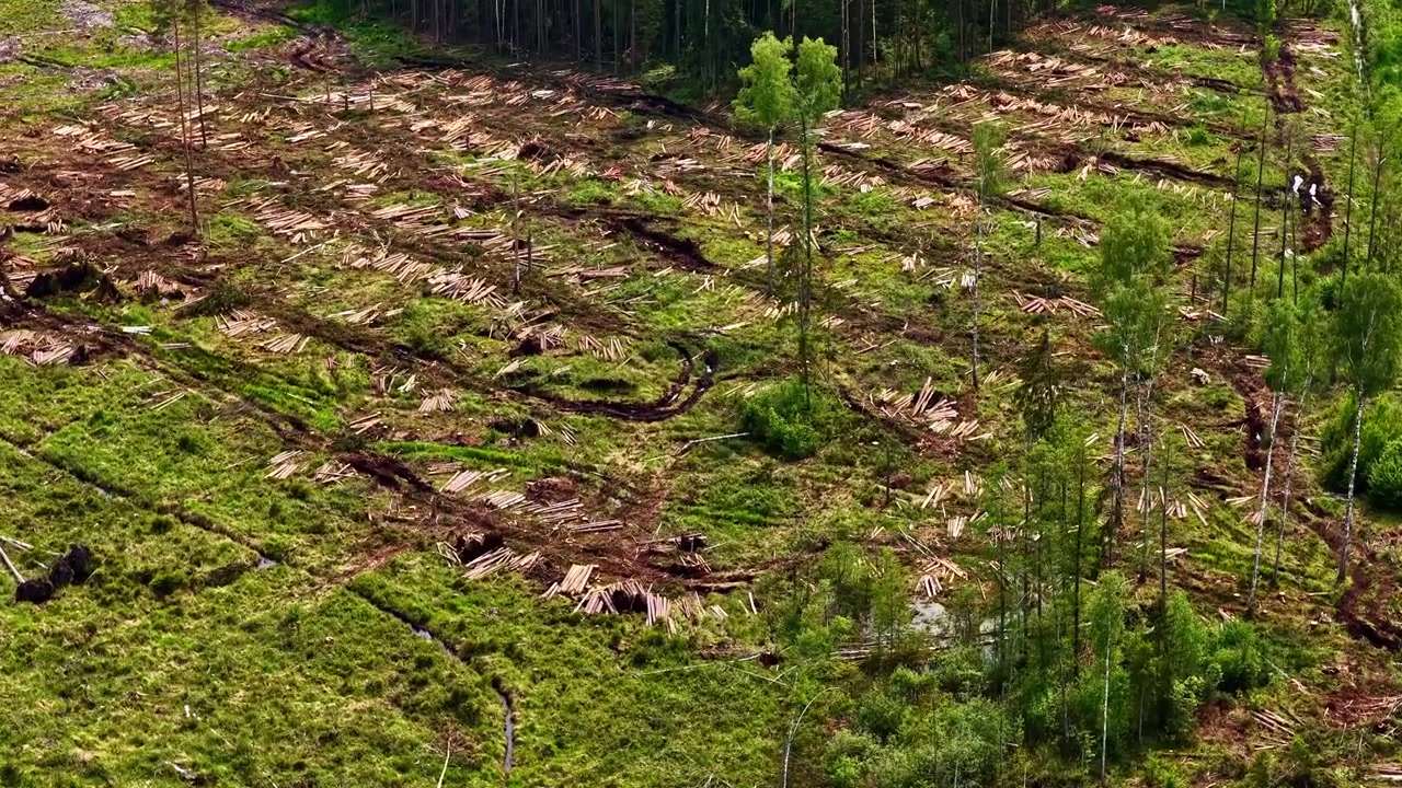 Drone footage showing a large area of cleared woodland with fallen logs and tire tracks.