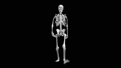 skeleton model