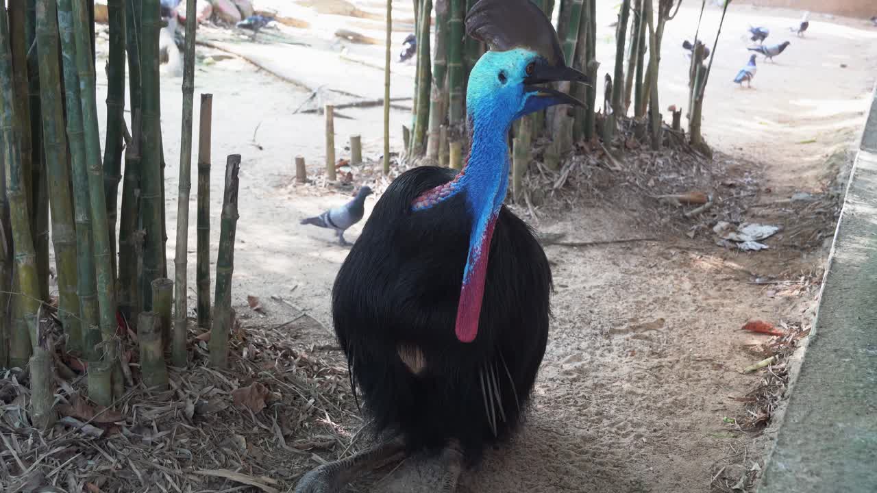 남부 화식조, 카수아리우스 카수아리우스가 쉬고 땅에 앉아 있고, 한 관광객이 랑카위 야생 공원에서 날지 못하는 새에게 먹이를 주려고 손을 내밀고 핸드헬드 모션 샷을 닫습니다