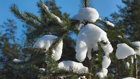 the pine branches are snowy