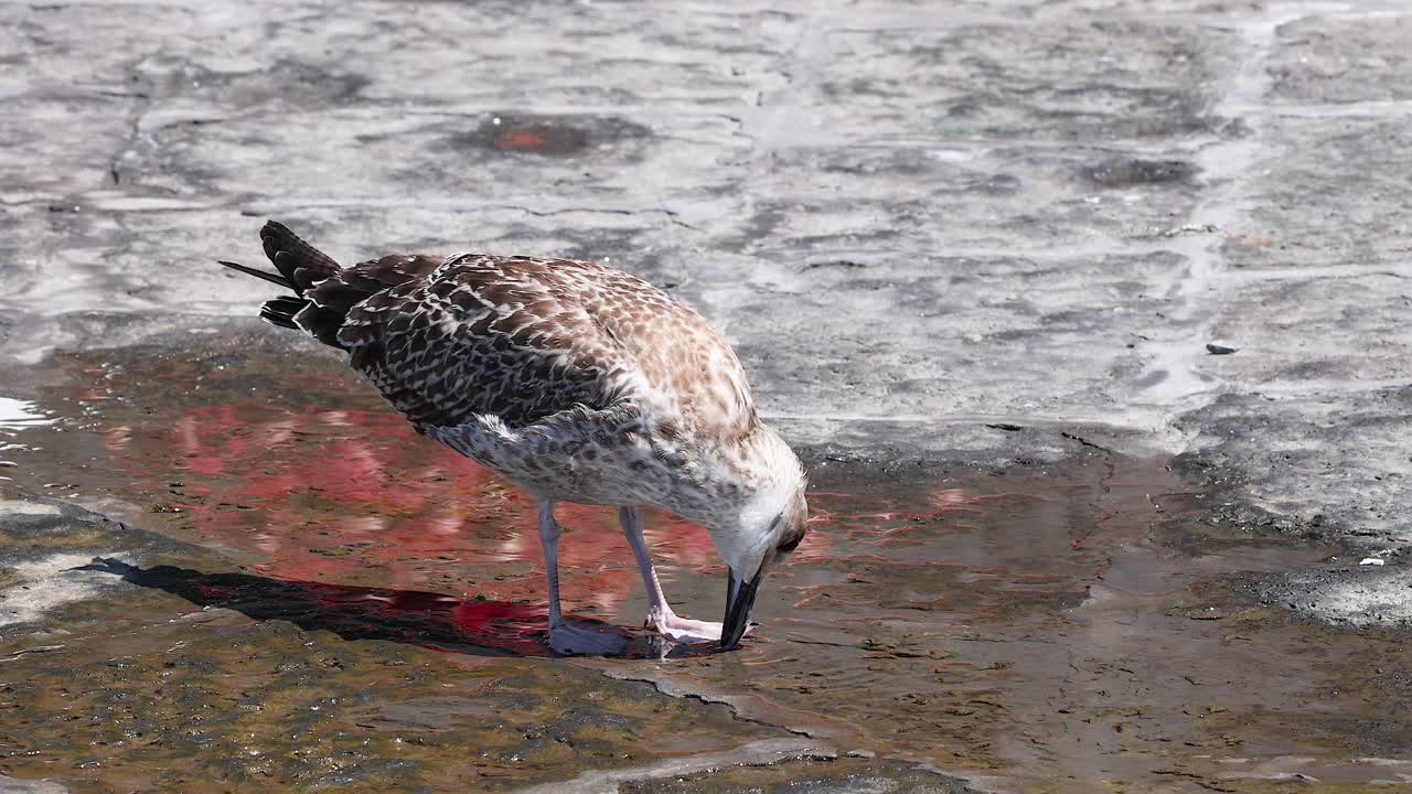 이탈리아 의 소렌토 에서 땅 을 는 독수리