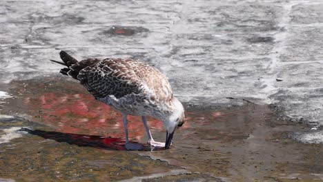 la gaviota picoteando en el suelo en sorrento, italia