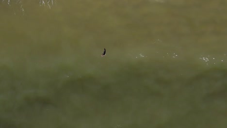 Aerial-of-an-osprey-bird-of-prey-flying-over-surf-water-in-Florida