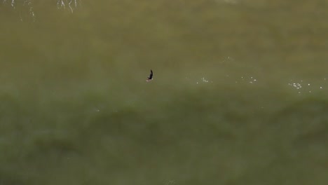 aerial of an osprey bird of prey flying over surf water in florida