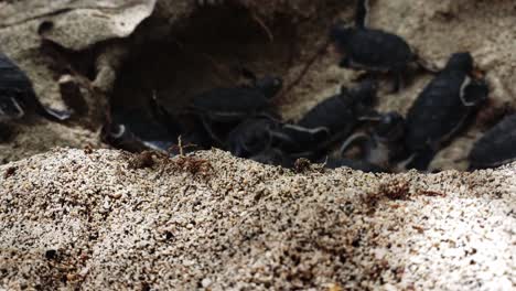 baby sea turtles crawling and leaving its nest - sea turtle hatchlings making their way to the ocean