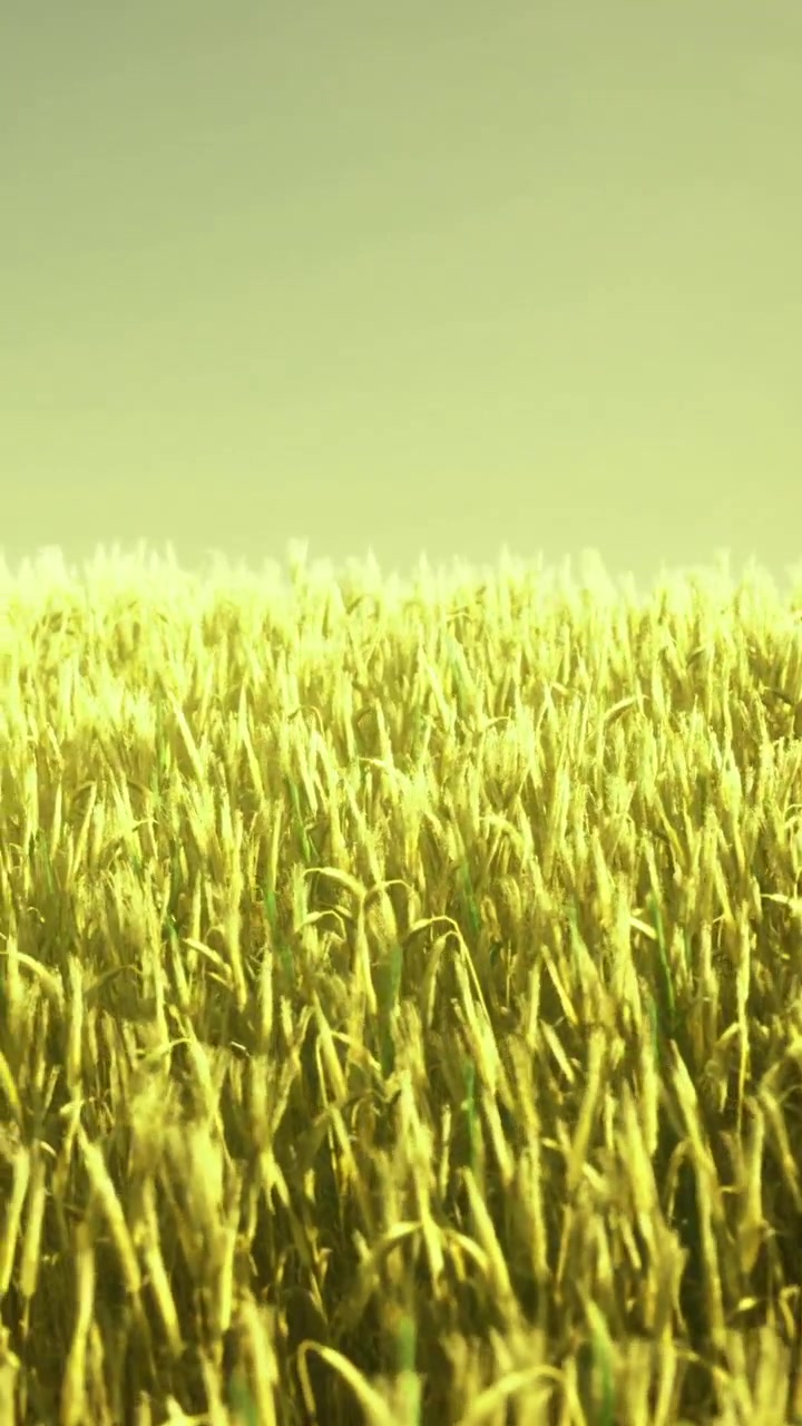 Campo di grano che ondeggia sotto la luce intensa del sole vicino a una zona rurale in estate.