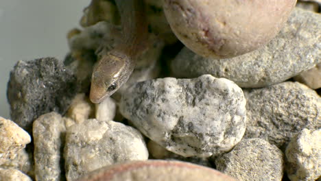 close up of a tiny wild baby lizard crawling around and then burrowing down beneath the rocks to escape from danger