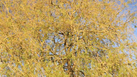 Beautiful-weeping-willow-tree