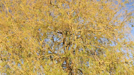 hermoso árbol de sauce llorón