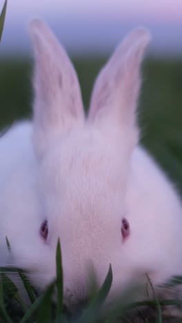 cute white rabbit eating grass at sunset white rabbit little rabbit