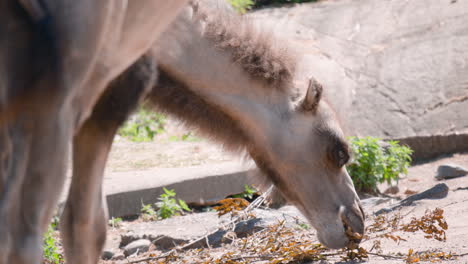 close slomo of bactrian camel eating from tree branch on stone ground