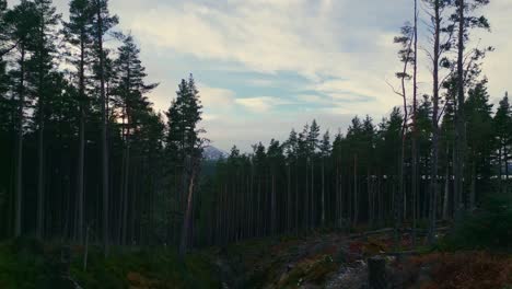 flying through a narrow ravine in a tall pine forest revealing distant mountain