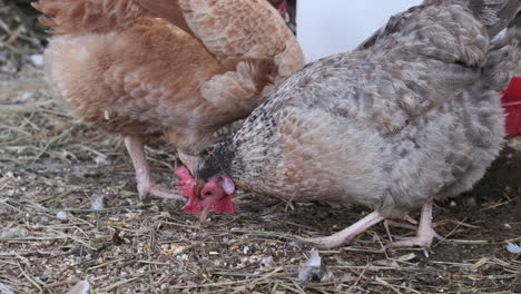 static slomo shot of chicken pecking food off ground