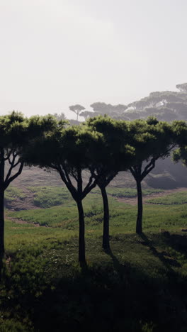 paisaje de bosque de pinos al amanecer o al anochecer