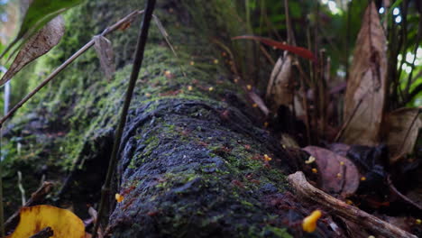 Regenwald-Blattschneiderameisen-Tragen-Gelbe-Blütenstücke-über-Baumwurzeln