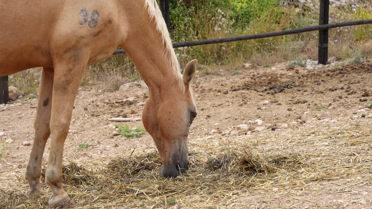 Hest, der spiser strå på engen, mens fluer samles omkring øjnene for at drikke tårevæske
