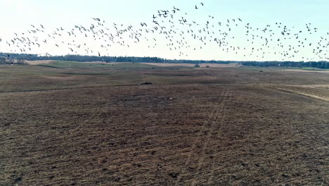 toma aérea de una bandada de gansos volando después de la actividad de alimentación en un campo agrícola durante el día