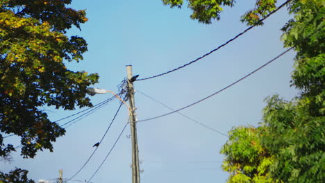 un cuervo se sienta en los cables afuera en un soleado día de otoño