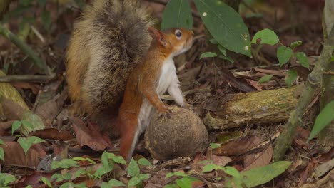 Ein-Eichhörnchen,-Das-Eine-Große-Nuss-Hält,-Kämpft-Darum,-Hineinzukauen,-Nahaufnahme