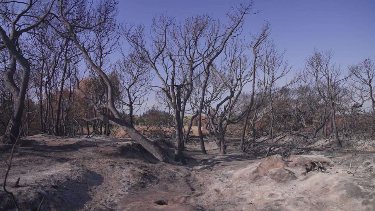 Blackened trees stand across an ash-covered forest floor in the Devesa del Saler nature reserve after the August 2026 Valencia wildfire, Slow Traveling Shot