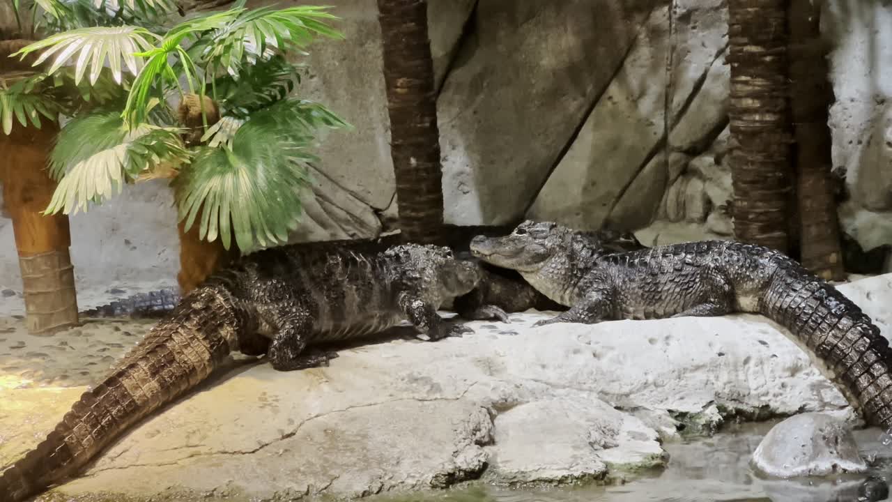 Two alligators resting closely on a warm rock in a reptile exhibit in Shanghai.