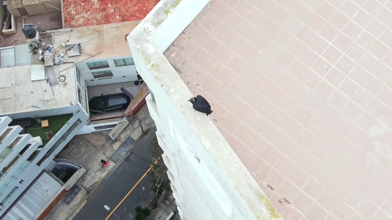 Vulture on rooftop in Miraflores, Lima, Peru, seen from above in a calm urban moment