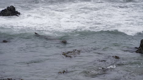 Elefante-Marino-Nadando-En-La-Costa-De-California