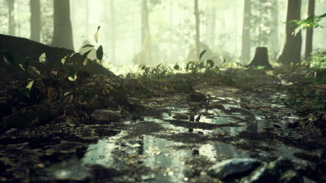 serene forest pathway with sunlight filtering through trees at dawn