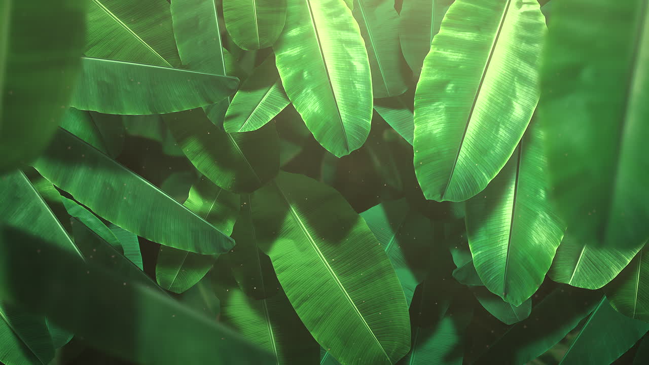 primer plano de la hoja tropical de los árboles con fondo de verano 7