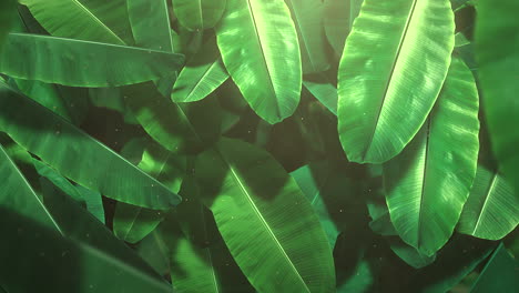 closeup tropical leaf of trees with summer background 7