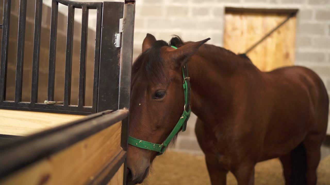 A close-up of a brown horse standing calmly in its stall in Posados